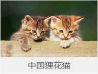 淮安春之宇网络科技有限公司