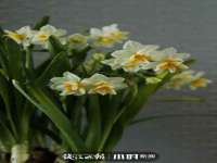 淮安春之宇网络科技有限公司