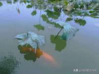 淮安春之宇网络科技有限公司